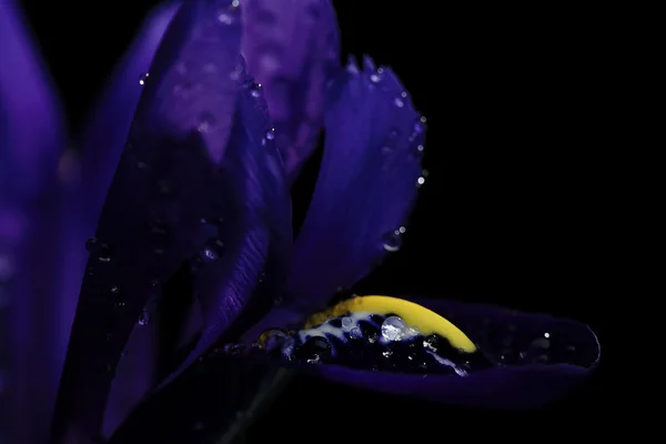 Purple iris on background — Stock Photo, Image