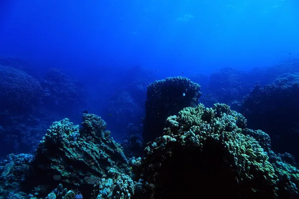 Mar tropical subaquático — Fotografia de Stock