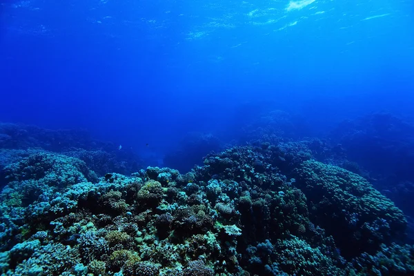 A meleg tengeri korall-zátony — Stock Fotó