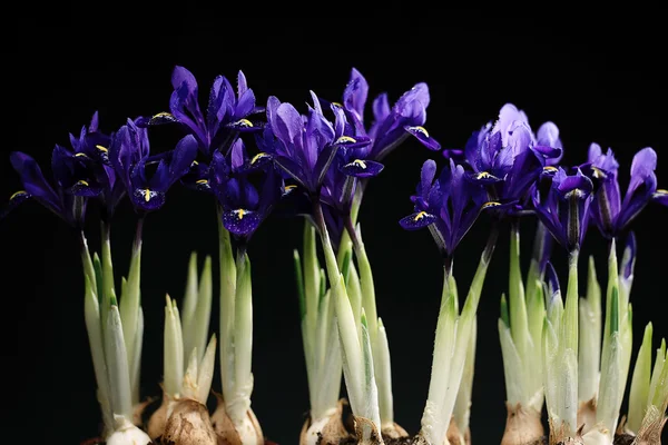 Purple irises flowers — Stock Photo, Image