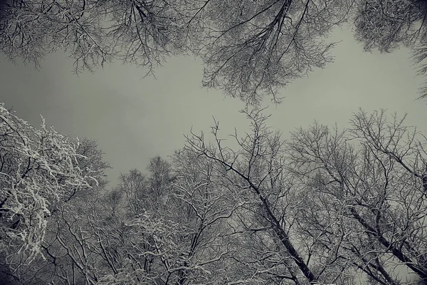 Fondo noche invierno —  Fotos de Stock