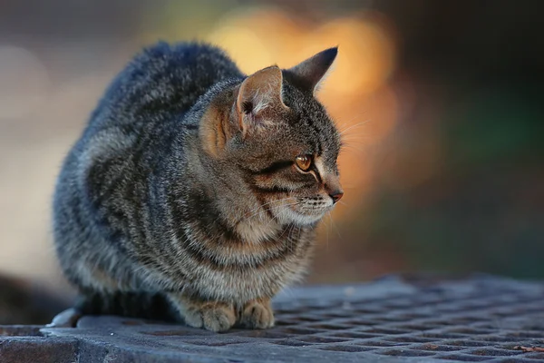 灰色的西伯利亚猫 — 图库照片