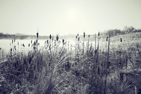 Winterfrosch Gras — Stockfoto