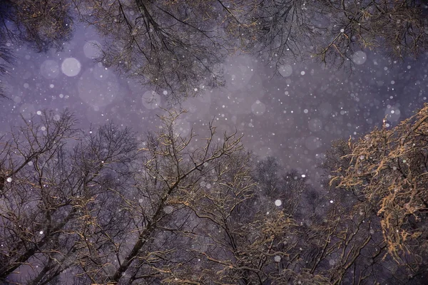 Night snowfall and trees — Stock Photo, Image