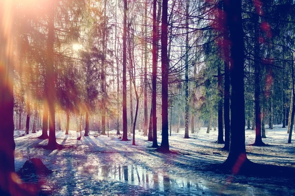 春の太陽の森の風景 — ストック写真