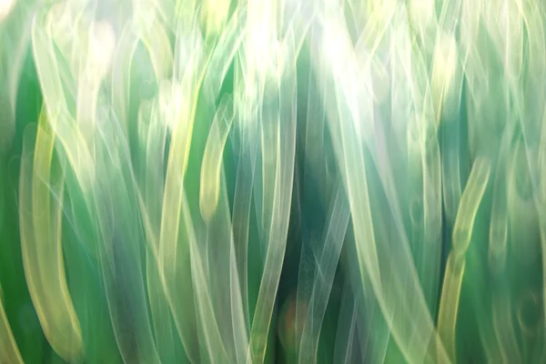 Desfocagem verde fresco primavera folhagem — Fotografia de Stock