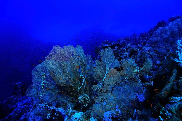 Gorgonie na rafie koralowej — Zdjęcie stockowe