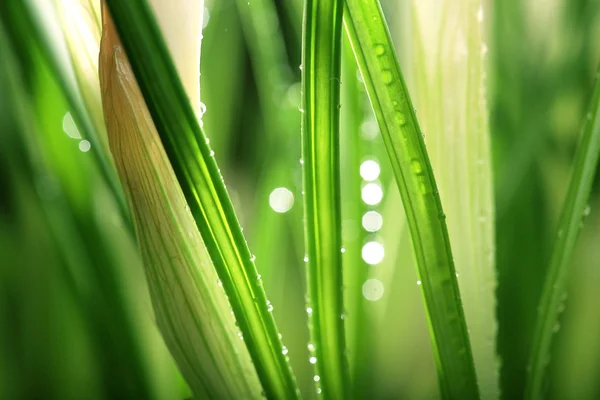 Свіжі зелені весняні паростки — стокове фото