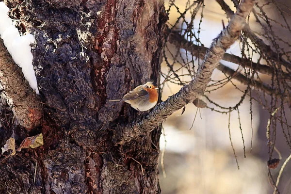 Küçük bahar kuş — Stok fotoğraf