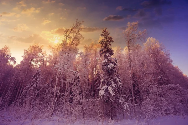 Coucher de soleil d'hiver dans la forêt — Photo