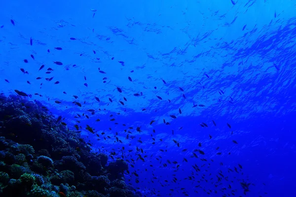 Fische am Korallenriff — Stockfoto