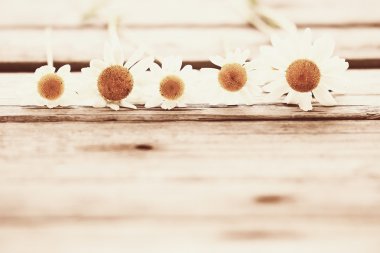 Yaz papatya çiçeği