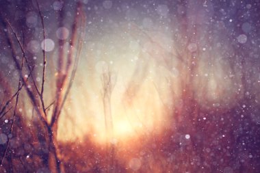 ile kış arka plan bulanıklık orman 