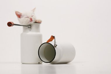 Beyaz İngiliz yavru kedi