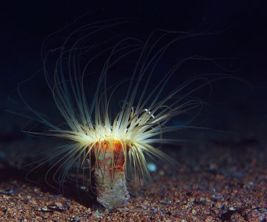 aktinyum arka plan üzerinde mercan