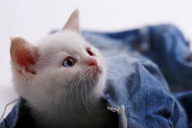 Beyaz İngiliz yavru kedi