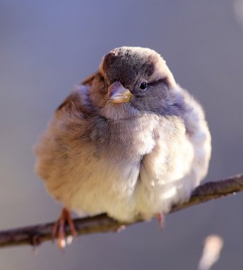 Bir dalda serçe kuşu