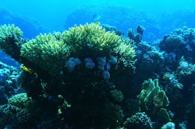 mercan ve renkli balıklar 