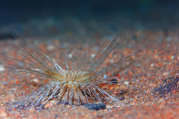 Animales de actinio bajo el agua — Foto de Stock