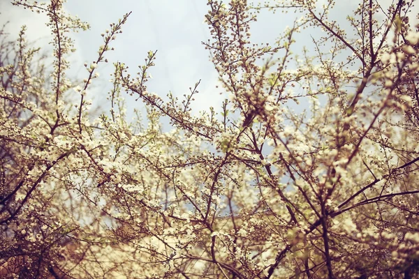 Körsbär blommar på våren — Stockfoto