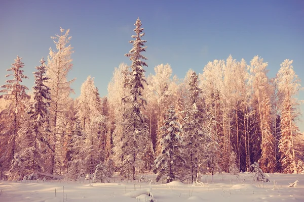 Kall vinterdag — Stockfoto
