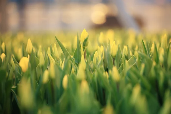 Bellissimi fiori di tulipani — Foto Stock