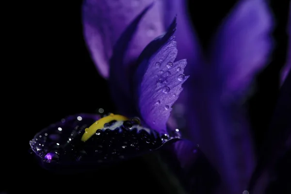 Purple iris on background — Stock Photo, Image