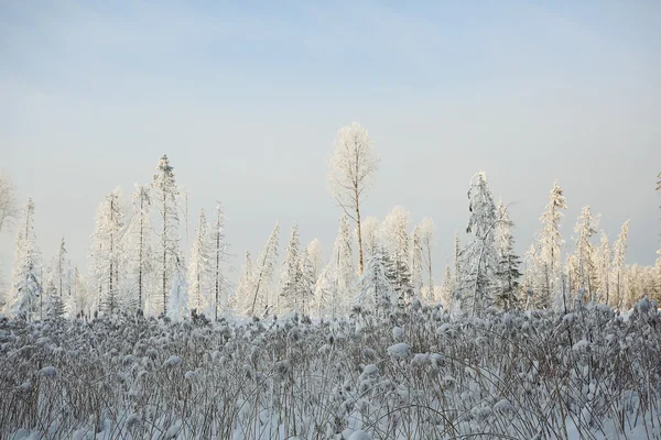 Monokrom vinterlandskap — Stockfoto