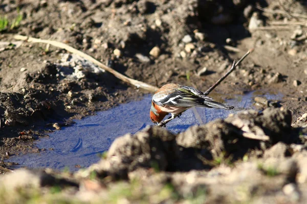 Little bird Wagtail — Stock Photo, Image