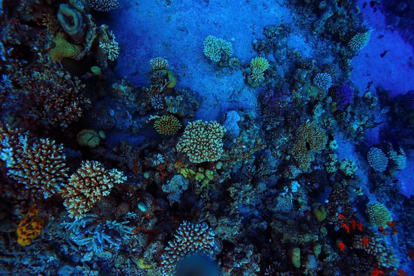 Coral reef víz alatti — Stock Fotó