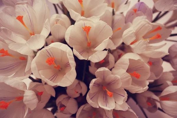 Delicate white flowers — Stock Photo, Image