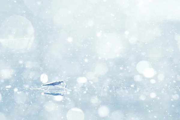 Silvery blue highlights snow rain — Stock Photo, Image