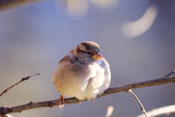 Sparrow bird on a branch — Stock Photo, Image