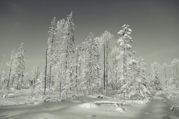 Paisagem monocromática de inverno — Fotografia de Stock