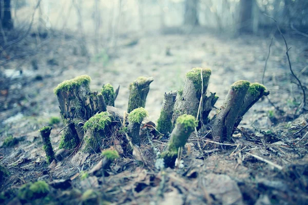 Frühlingswaldlandschaft — Stockfoto