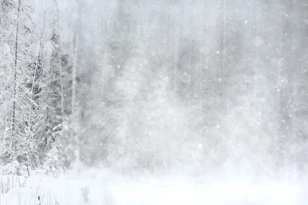 Sfondo invernale con foresta sfocata — Foto Stock