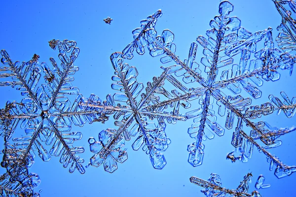 Natural snowflakes on  background — Stock Photo, Image