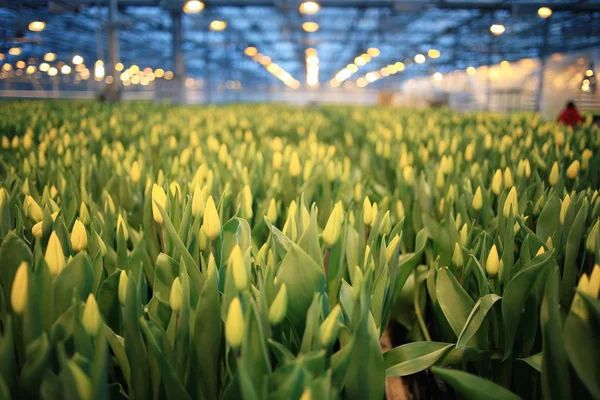 Bellissimi fiori di tulipani — Foto Stock