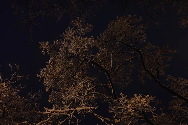 Fondo noche invierno — Foto de Stock