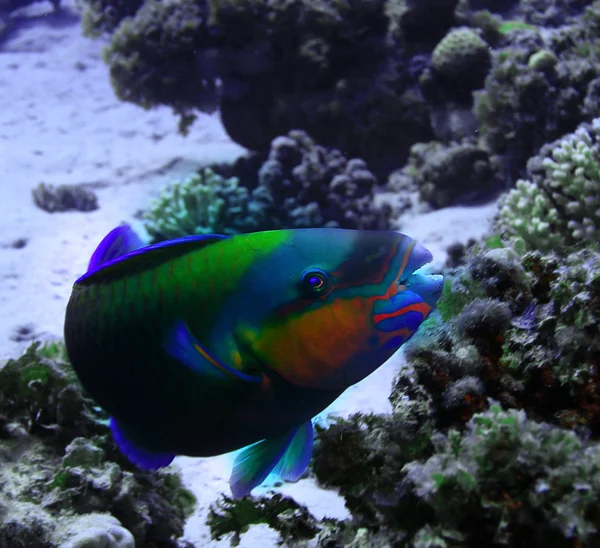 Grouper foto subaquática — Fotografia de Stock