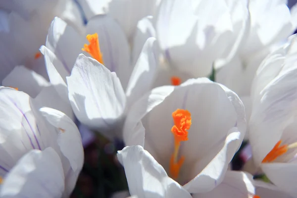 繊細な白い花 — ストック写真