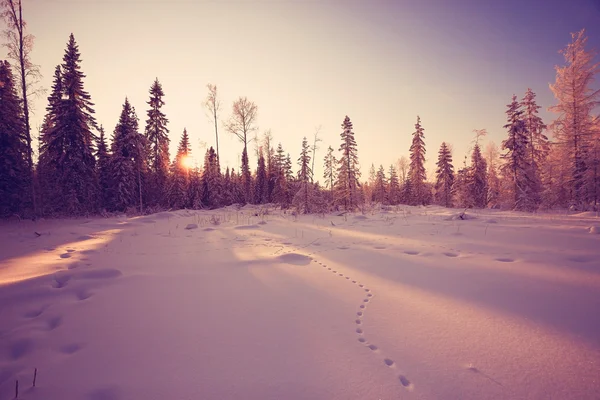 Winterzonsondergang in het bos — Stockfoto