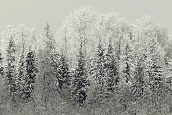 흑백 겨울 풍경 — 스톡 사진
