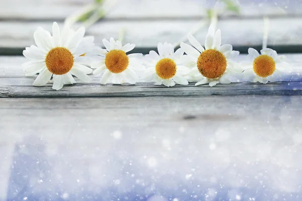 Summer Chamomile flowers — Stock Photo, Image