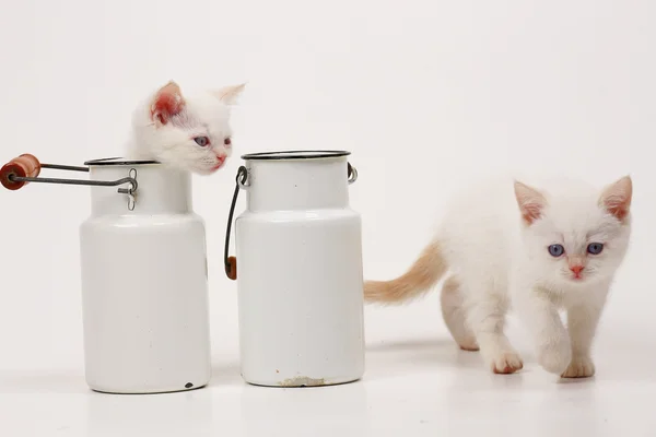 White British kittens — Stock Photo, Image