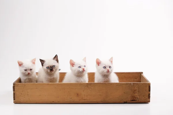 White British kittens — Stock Photo, Image