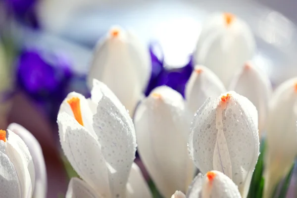 Делікатний Біла квітка — стокове фото