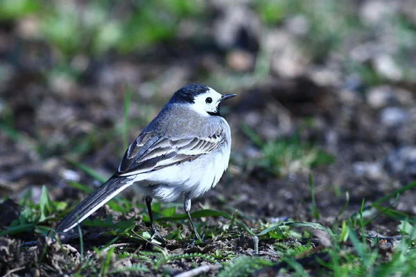 Little bird Wagtail — стоковое фото