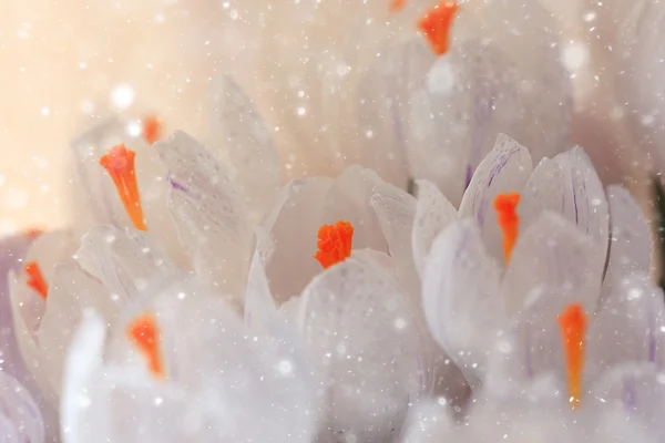 Квіти весни, білий — стокове фото