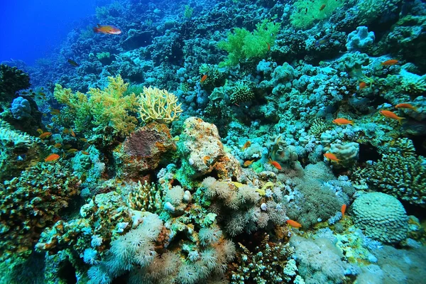 Корали і барвисті риби — стокове фото